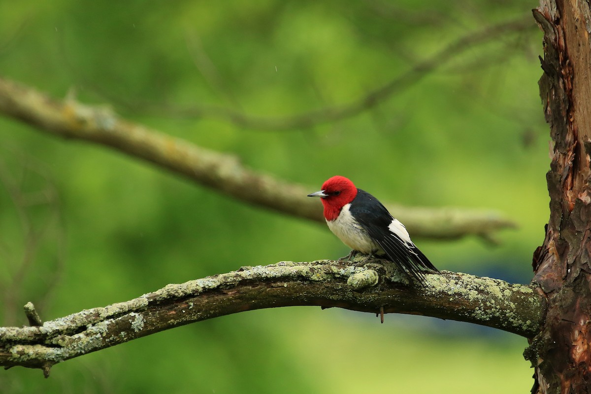 Red-headed Woodpecker - Tim Lenz