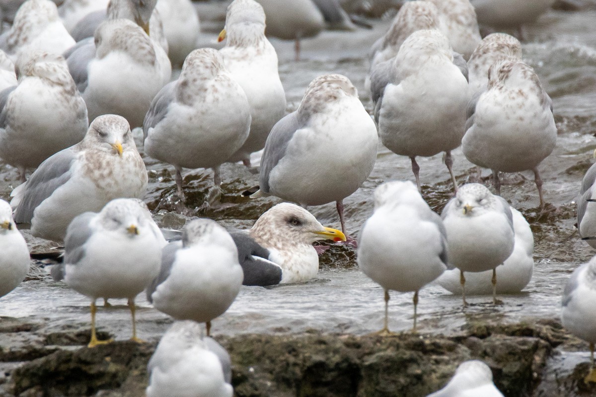 Slaty-backed Gull - ML298953391