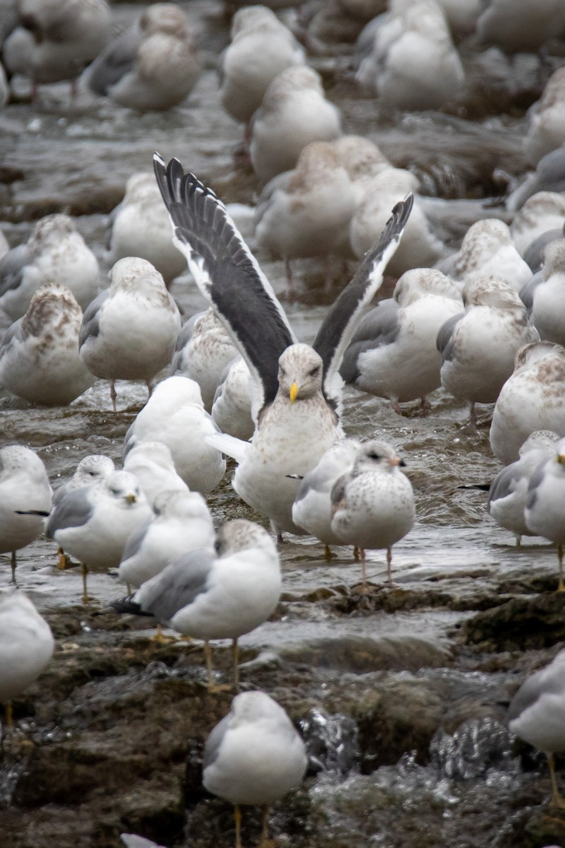 Slaty-backed Gull - ML298953441