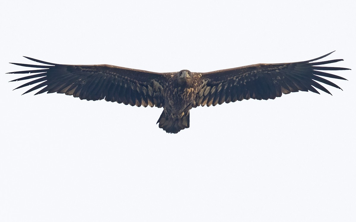 orel mořský - ML298953691