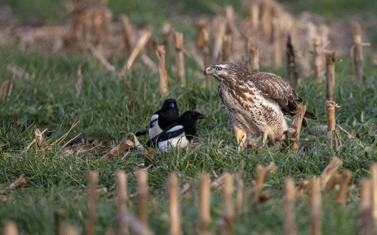 káně lesní (ssp. buteo) - ML298953751