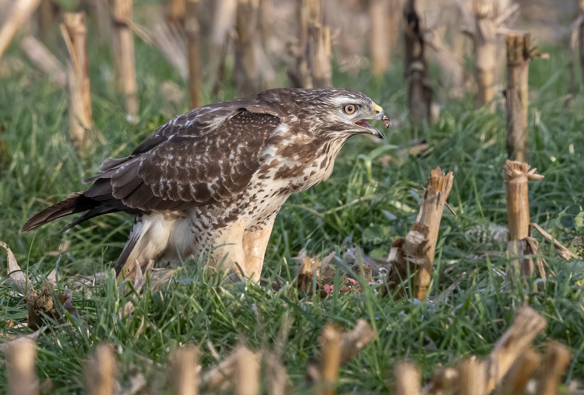 káně lesní (ssp. buteo) - ML298953771