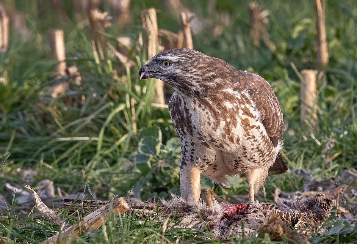 káně lesní (ssp. buteo) - ML298953781