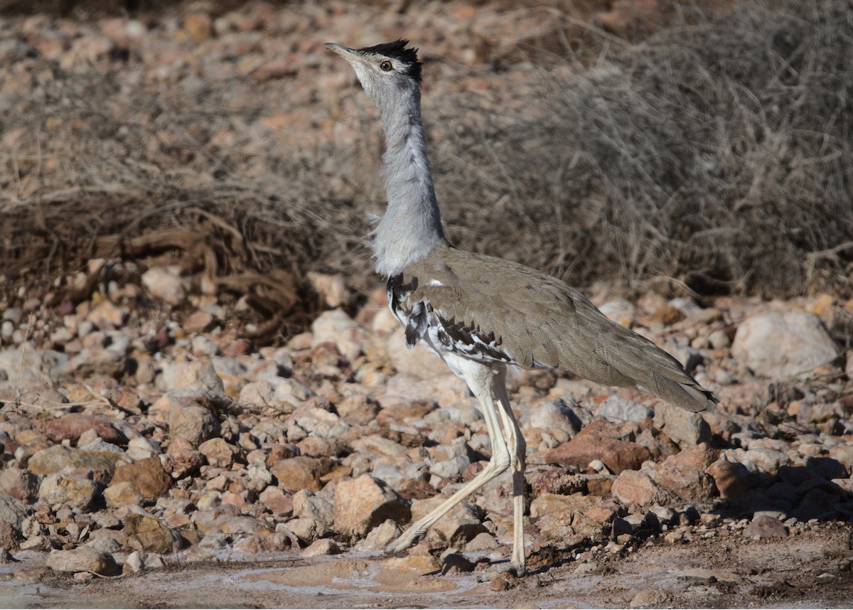 Australian Bustard - ML298953981