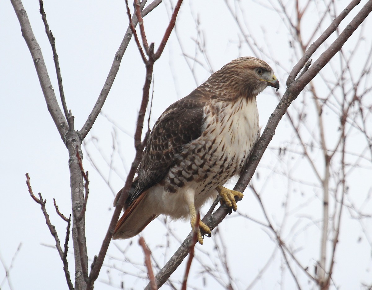 Red-tailed Hawk - ML298954041