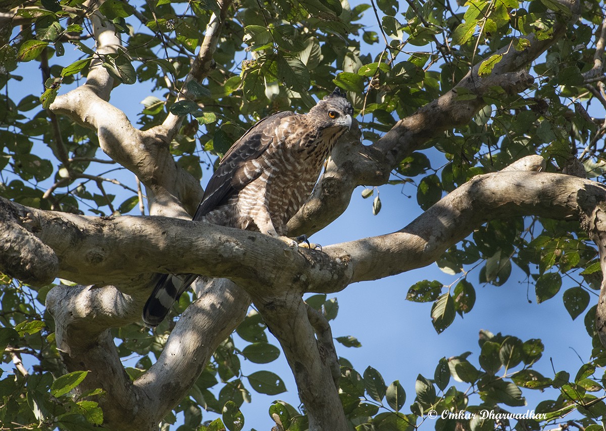 Ceylonhaubenadler - ML298954081