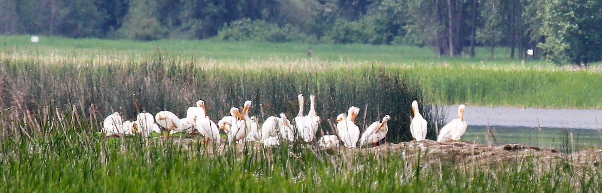 American White Pelican - Mike Fung