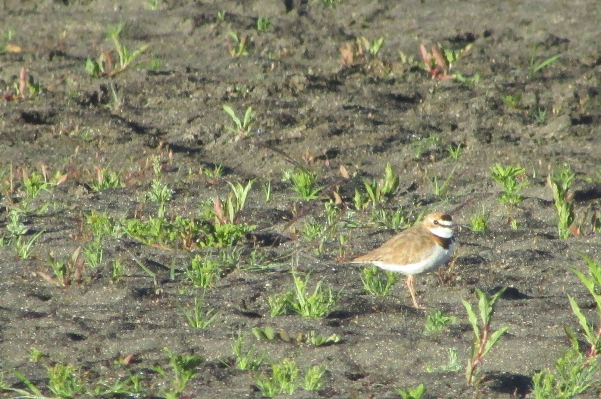 Collared Plover - ML298955141