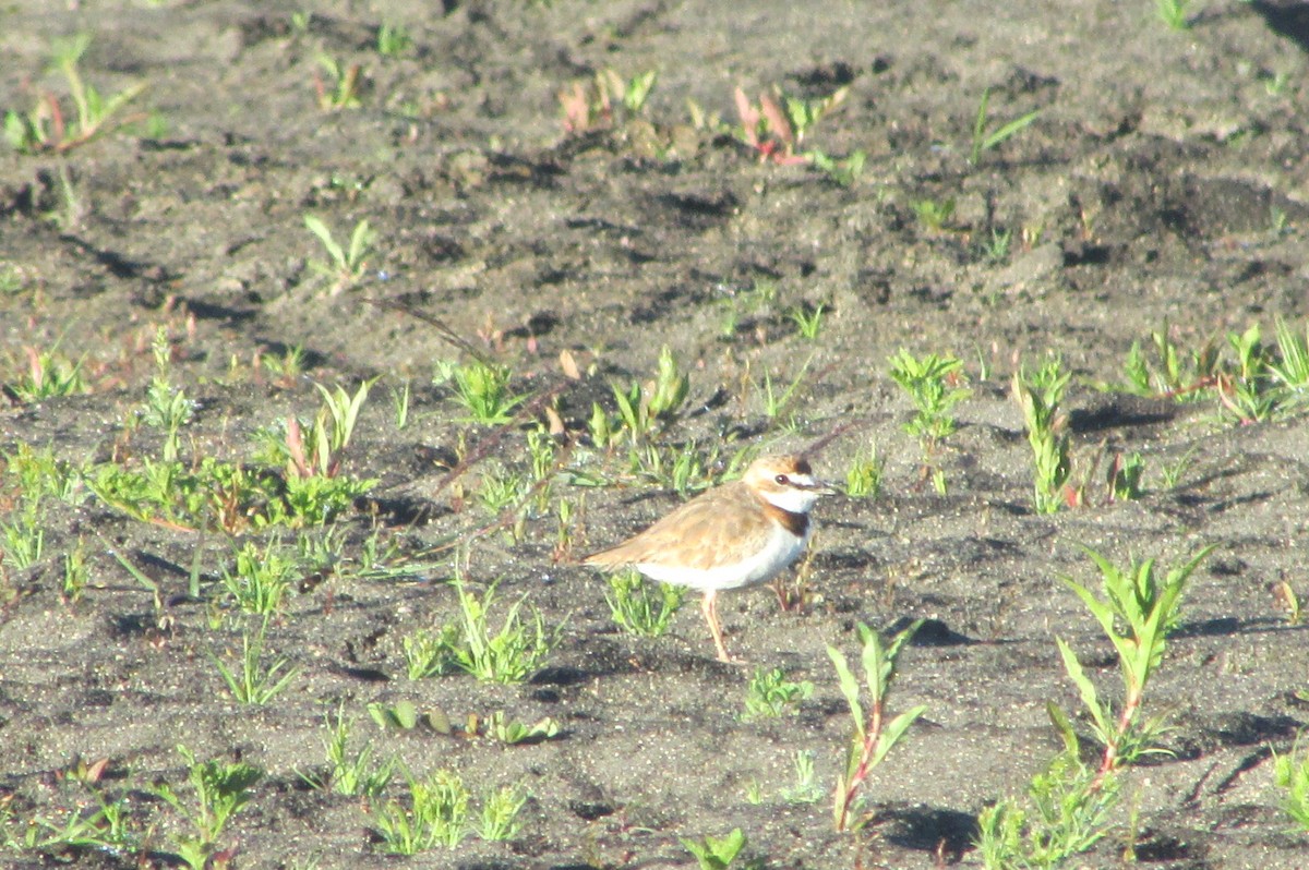 Collared Plover - ML298955151