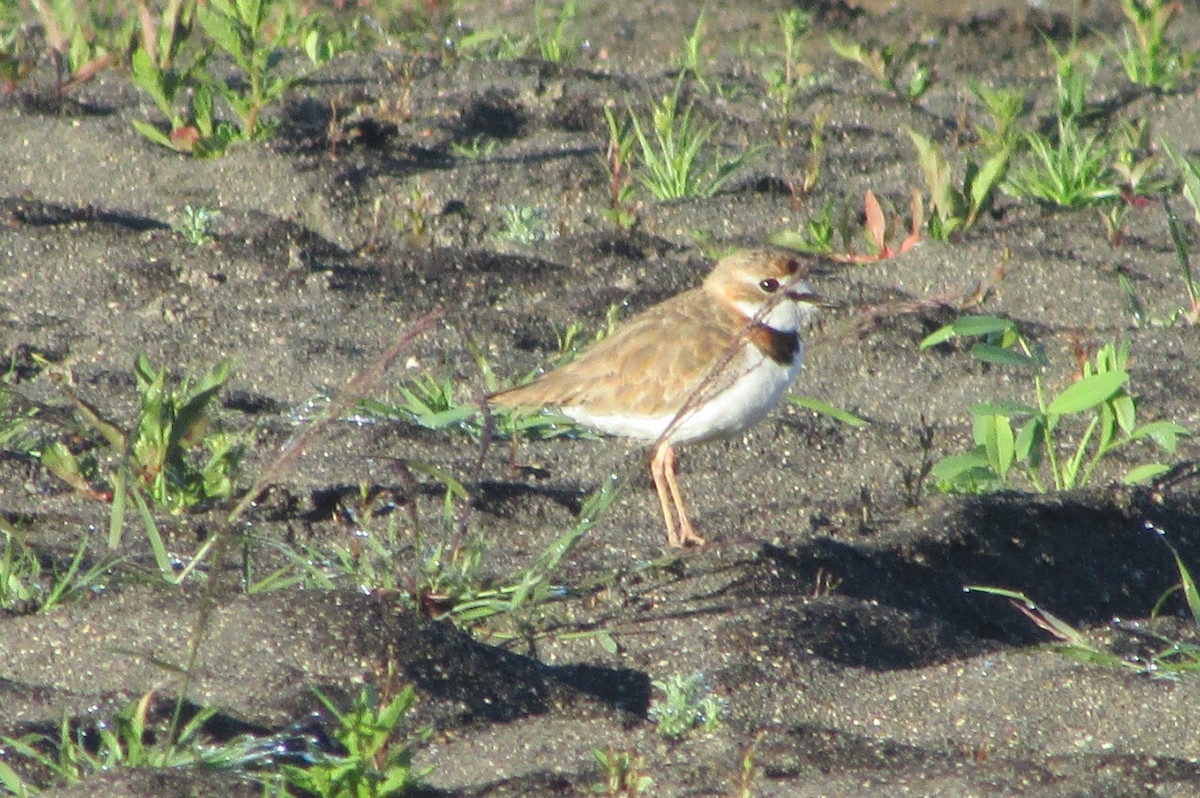 Collared Plover - ML298955161