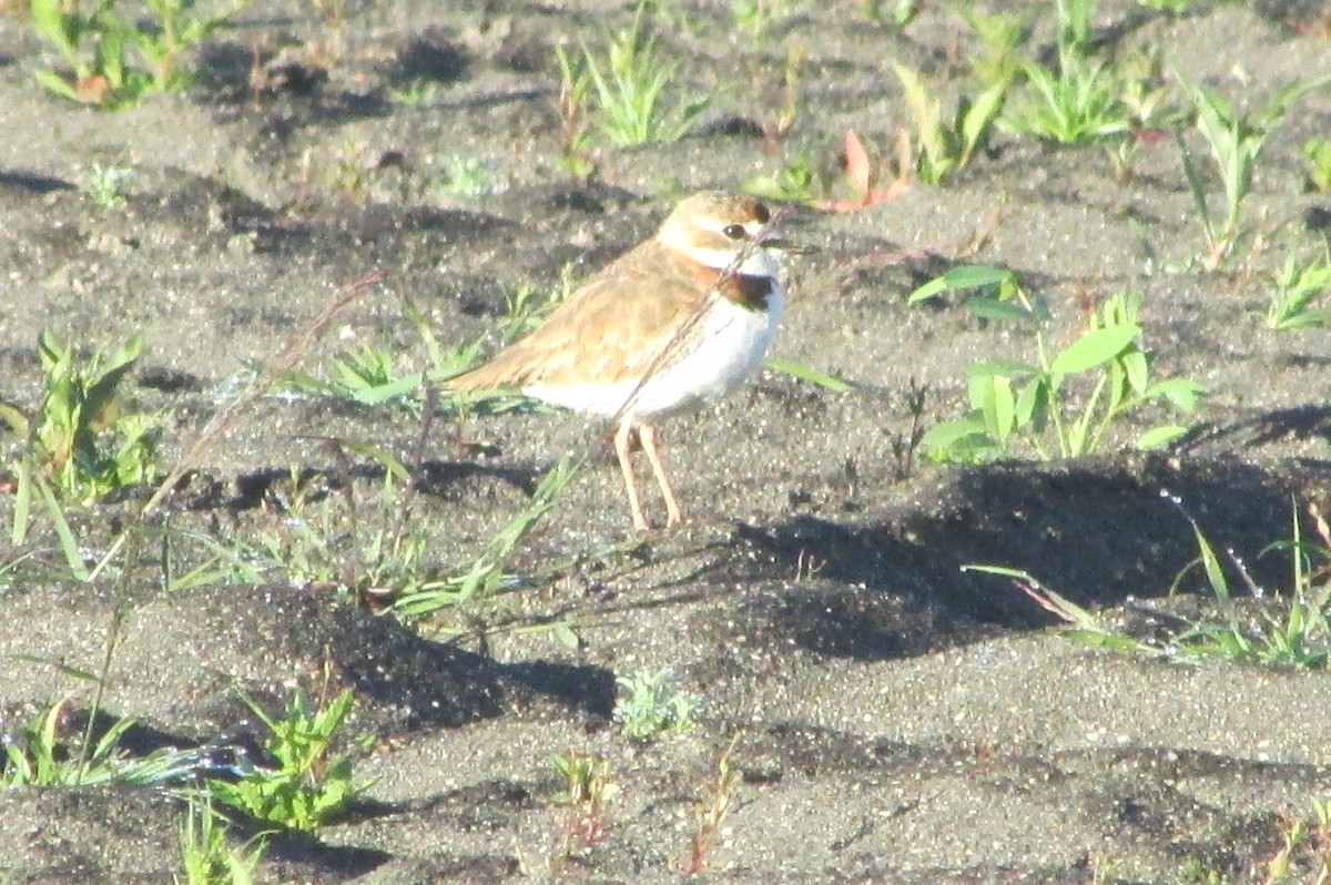Collared Plover - ML298955221