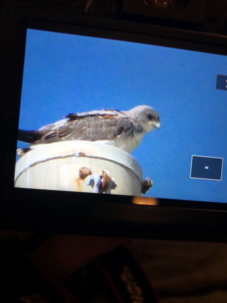 White-tailed Hawk - ML298955291