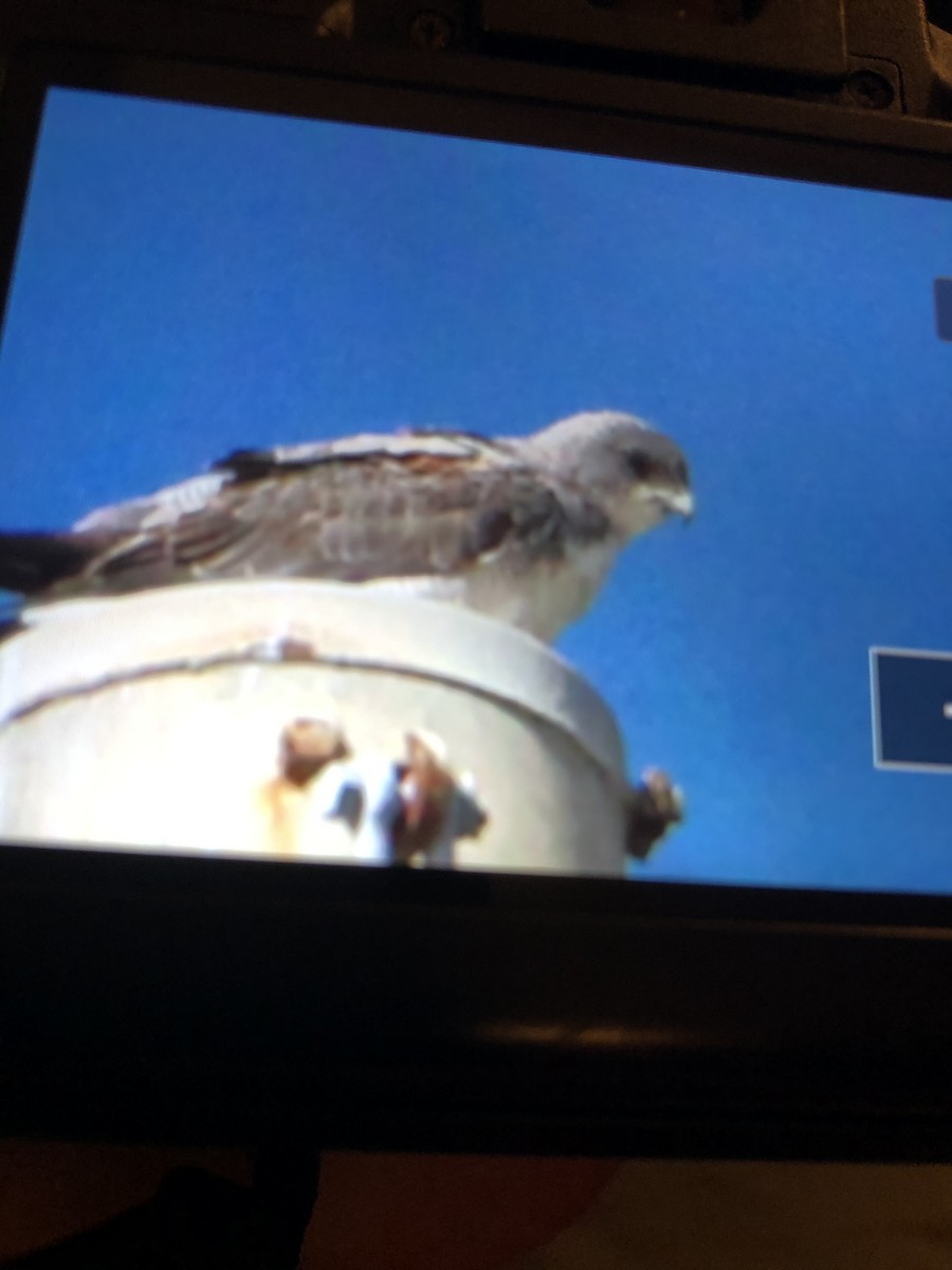 White-tailed Hawk - ML298955311