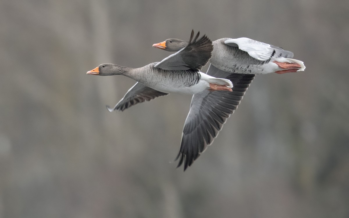 Graylag Goose (European) - Lars Petersson | My World of Bird Photography
