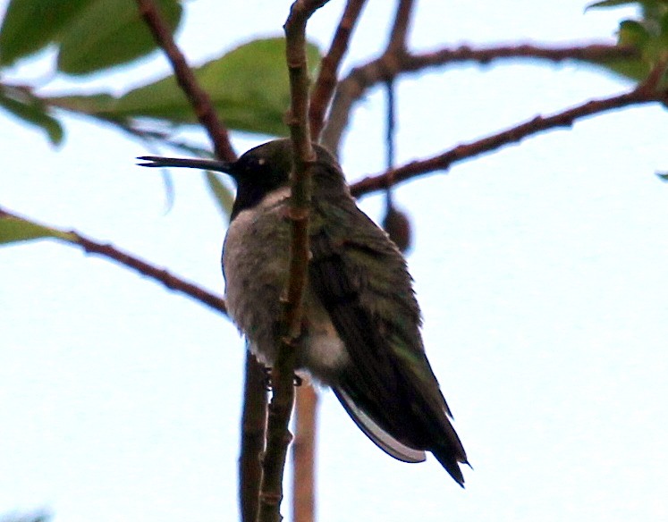 Black-chinned Hummingbird - ML29895671