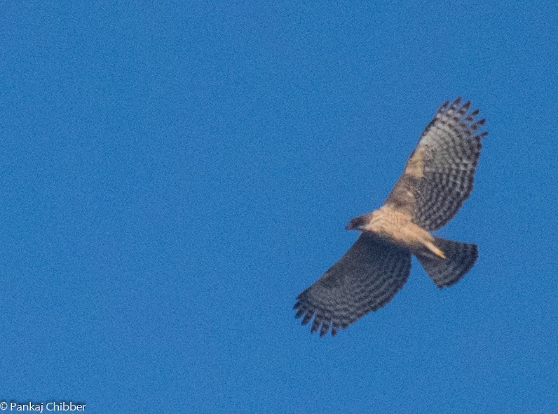 Águila Montañesa - ML298959091