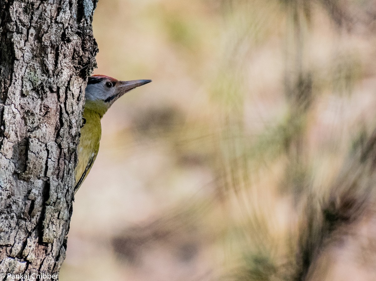 Gray-headed Woodpecker - Dr. Pankaj Chibber