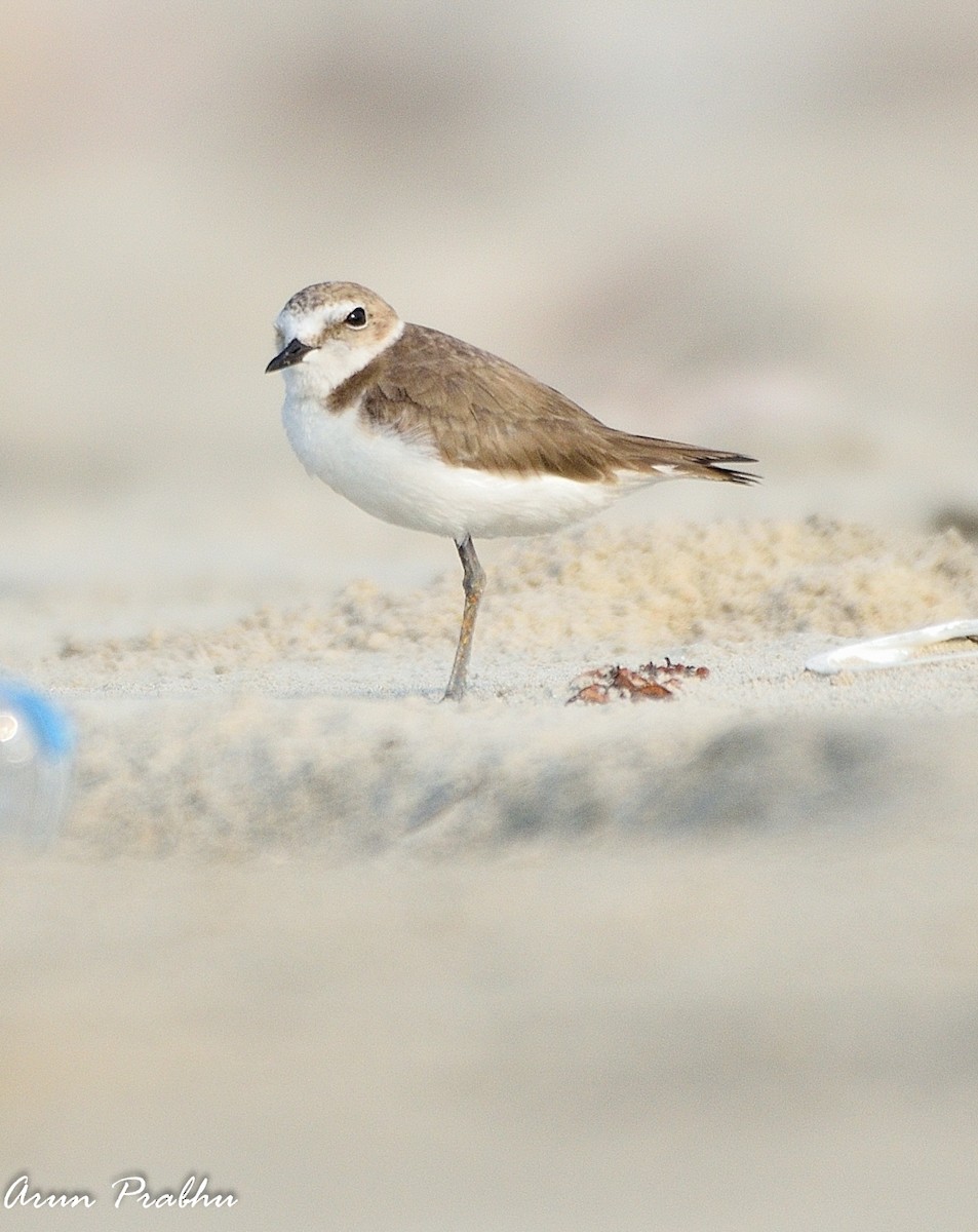 Kentish Plover - Arun Prabhu