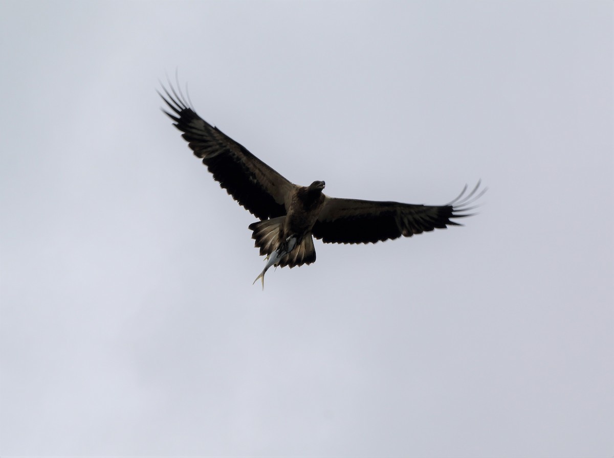 White-bellied Sea-Eagle - ML298962881