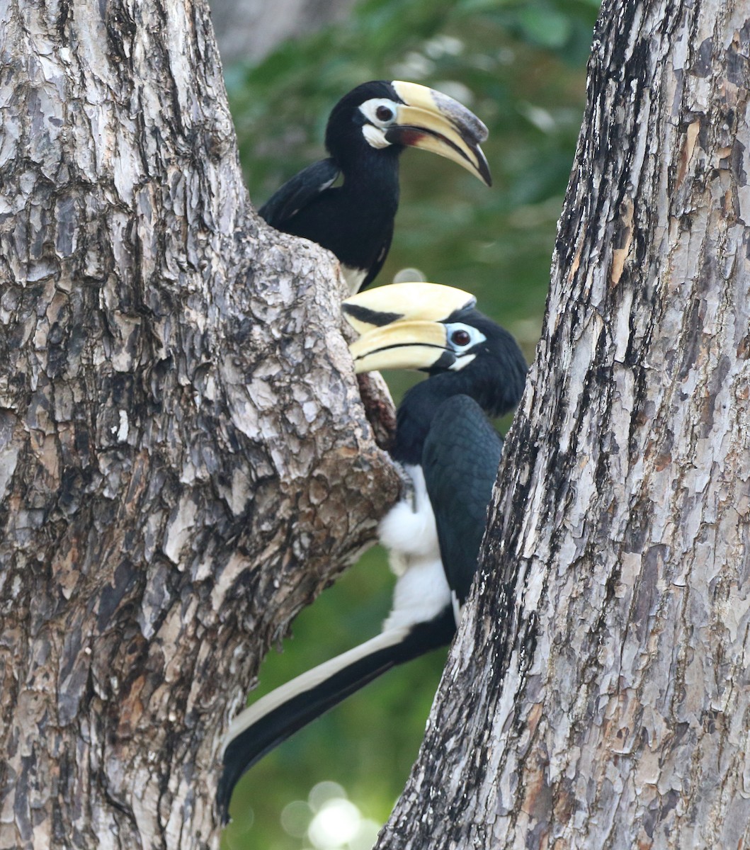 Oriental Pied-Hornbill - ML298962951