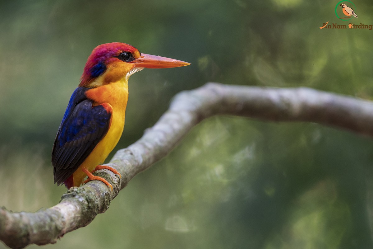 Black-backed Dwarf-Kingfisher - Dinh Thinh