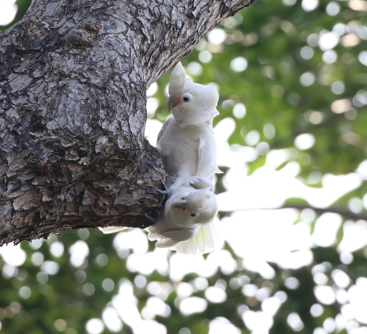 Tanimbar Corella - ML298963561