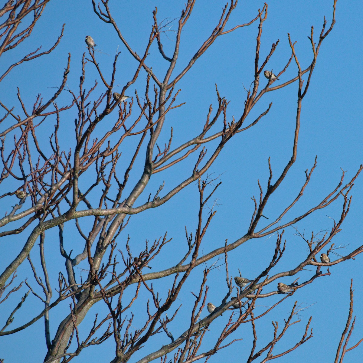 Redpoll (Common) - ML298964111