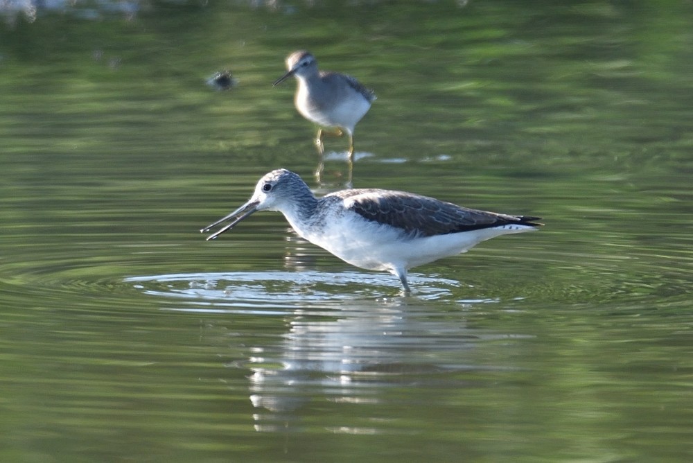 Common Greenshank - ML298966431