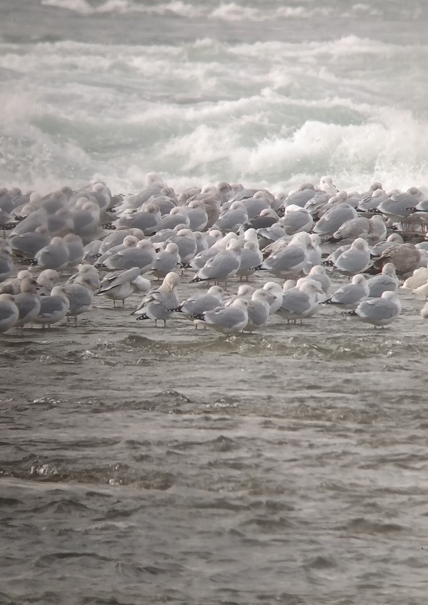 Slaty-backed Gull - ML298968361