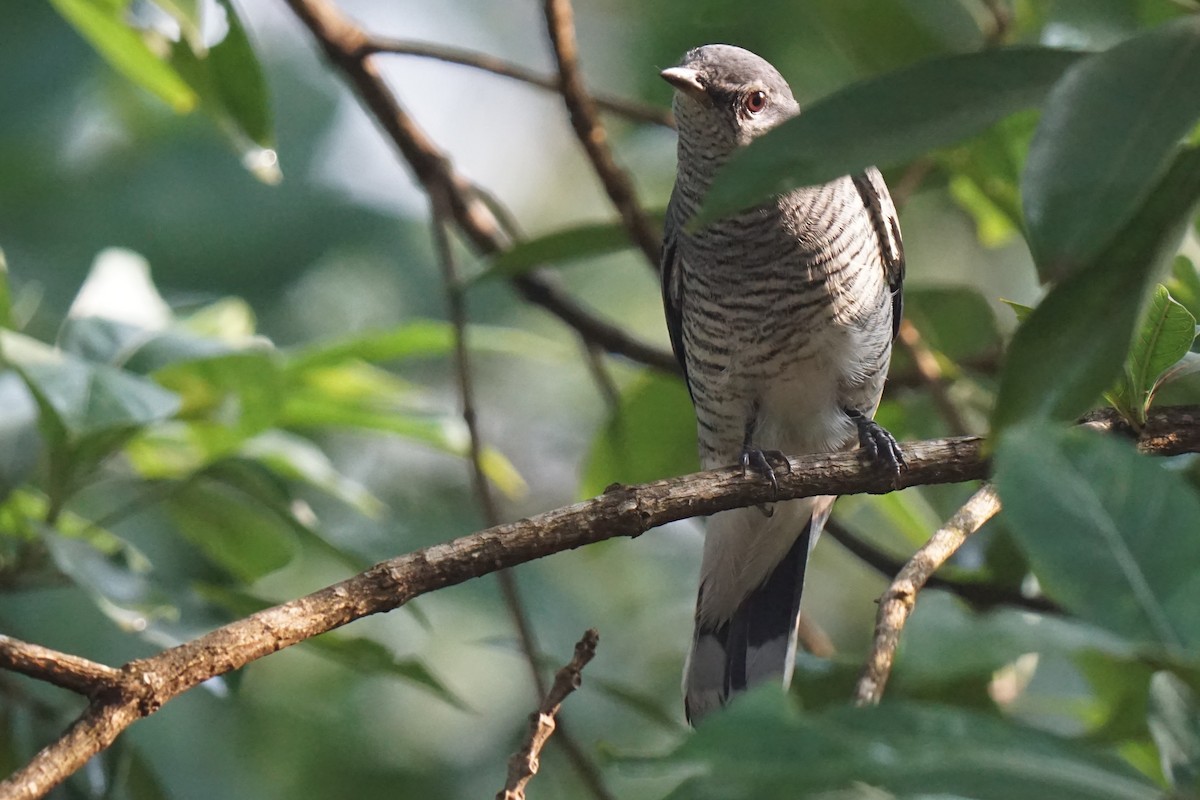 Black-headed Cuckooshrike - ML298968621