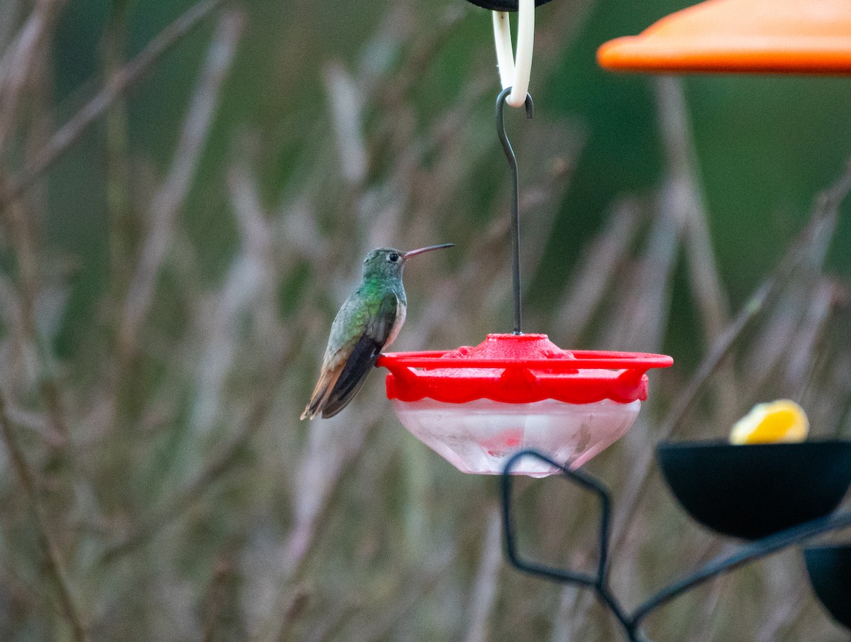 Buff-bellied Hummingbird - ML298969021