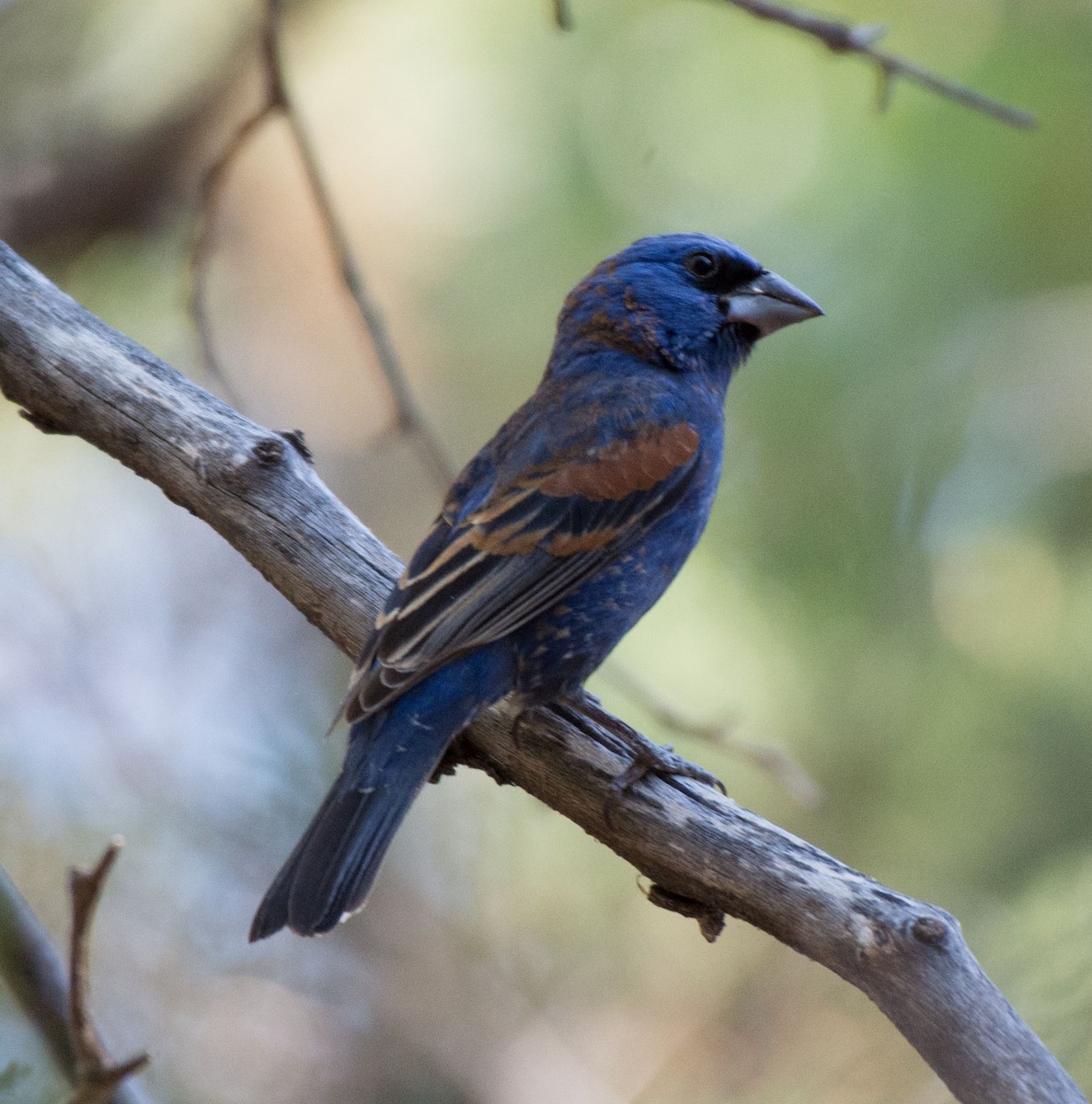 Blue Grosbeak - ML29896951