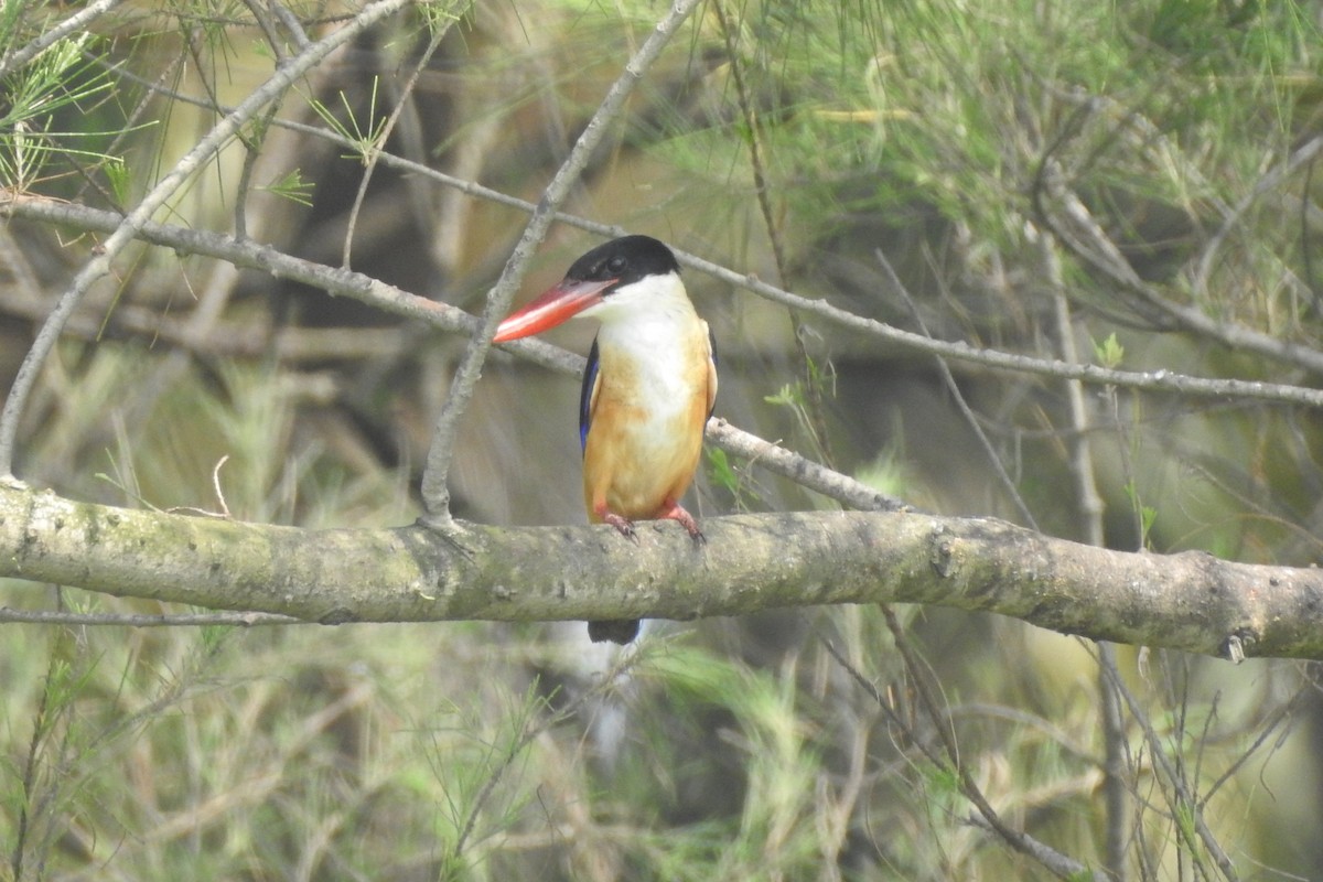 Black-capped Kingfisher - Manoj Karingamadathil