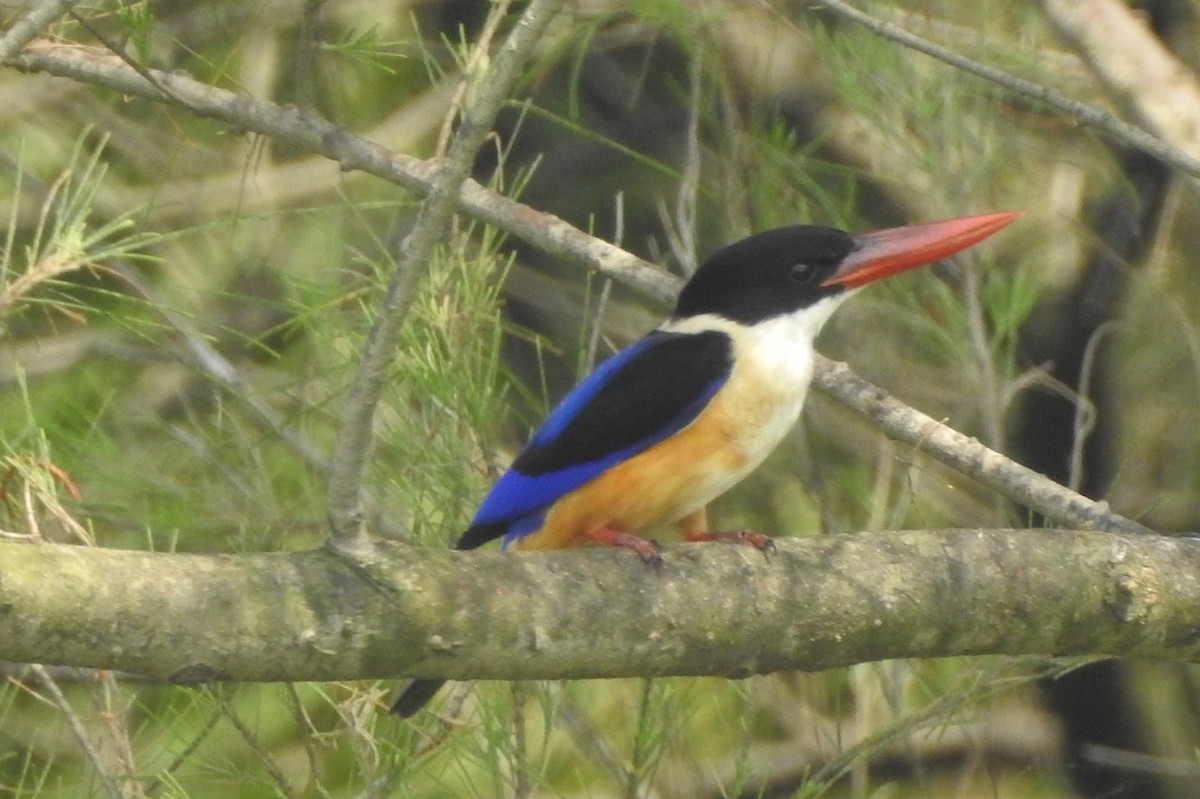 Black-capped Kingfisher - ML298969541