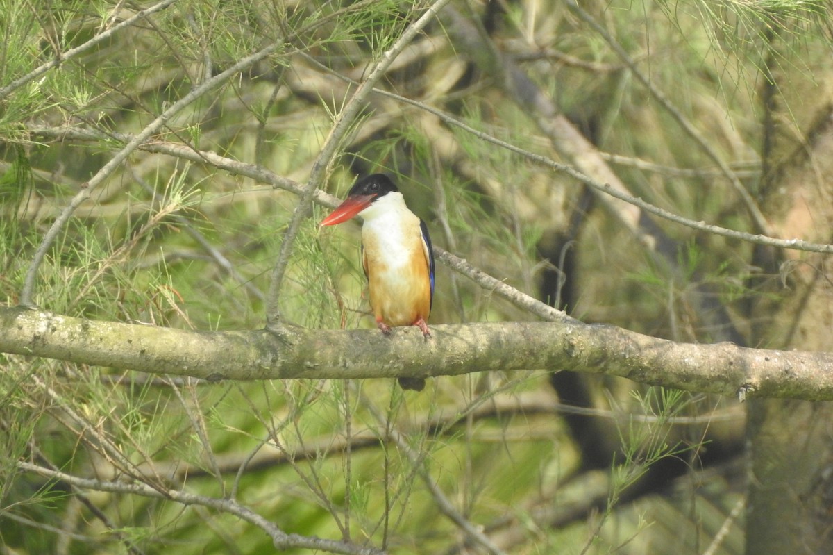 Black-capped Kingfisher - ML298969551