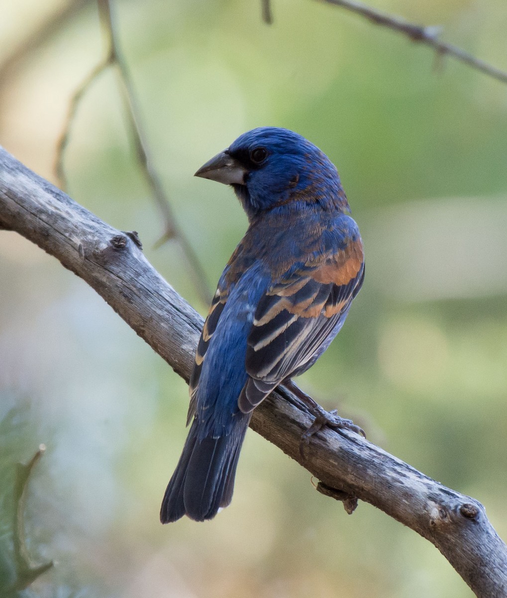 Blue Grosbeak - ML29896961