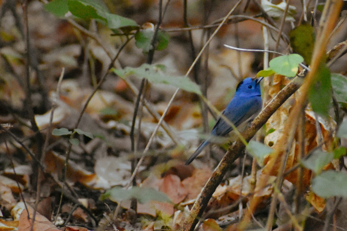 Black-naped Monarch - ML298970361