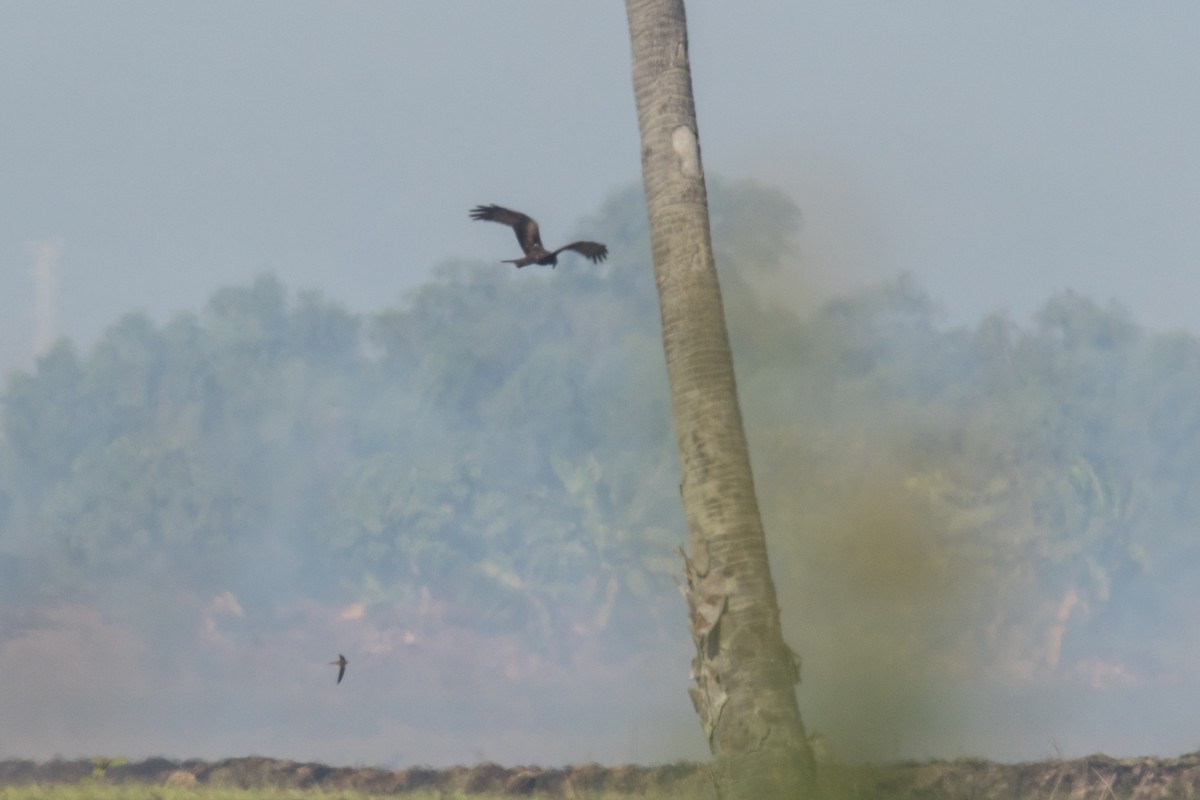 Black Kite (Black) - ML298970711