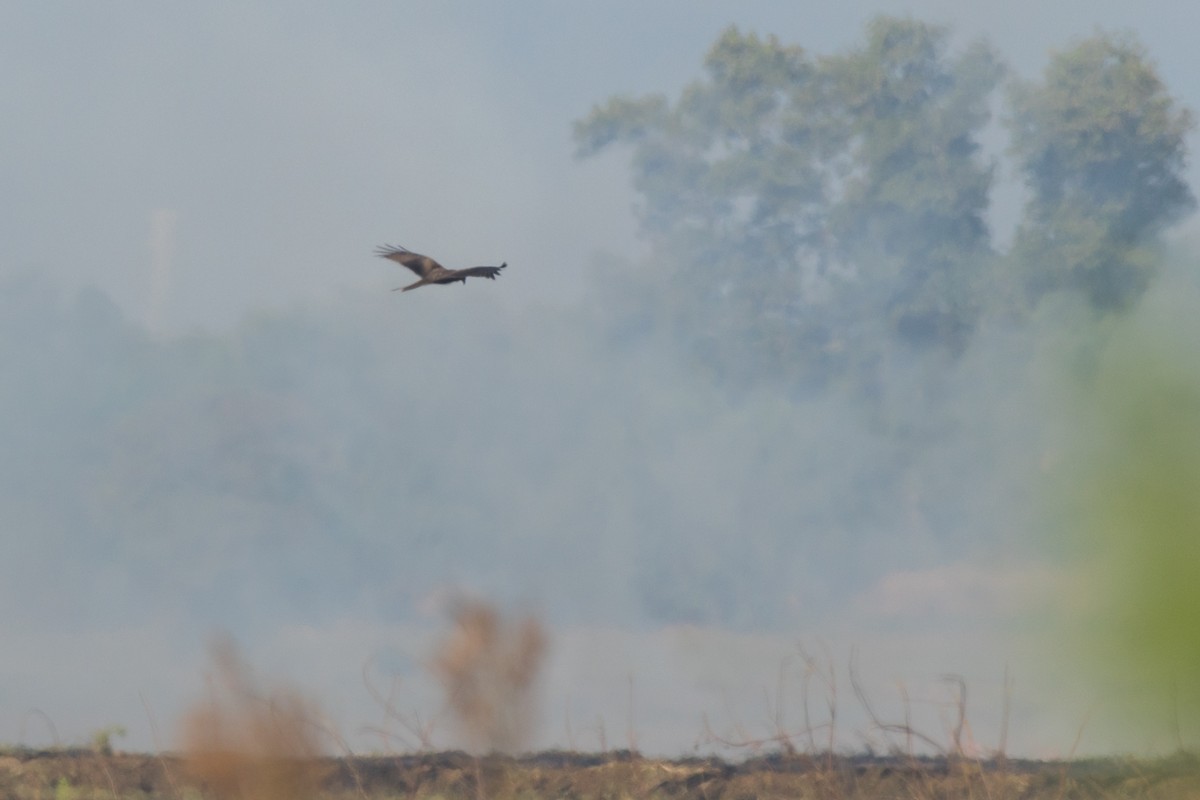 Black Kite (Black) - ML298970721