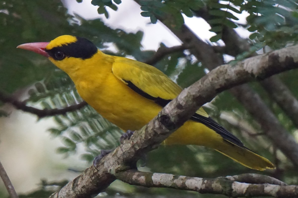 Black-naped Oriole - ML298970881