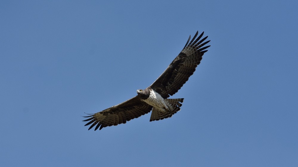 Martial Eagle - ML298970951