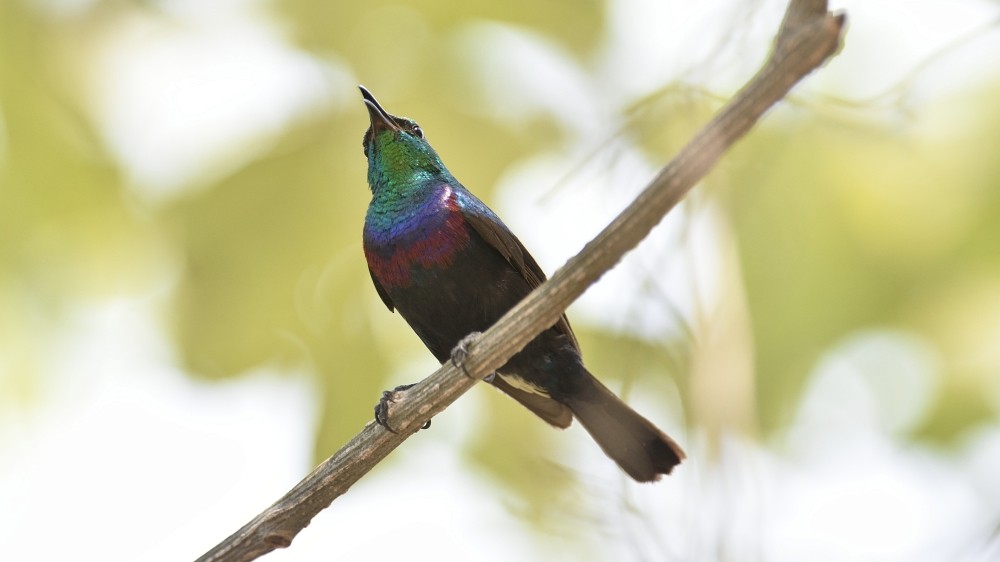 Purple-banded Sunbird - Clayton Burne