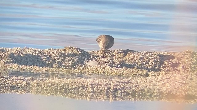 Purple Sandpiper - ML298971471