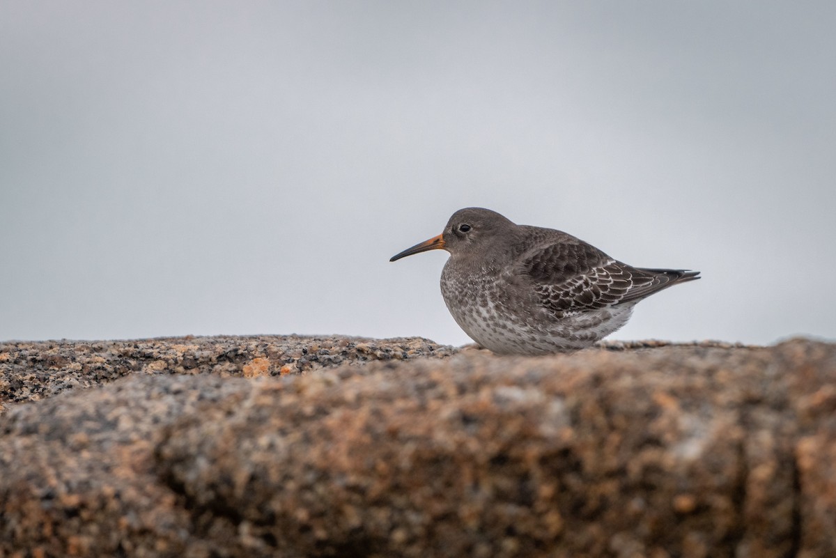 Meerstrandläufer - ML298972271