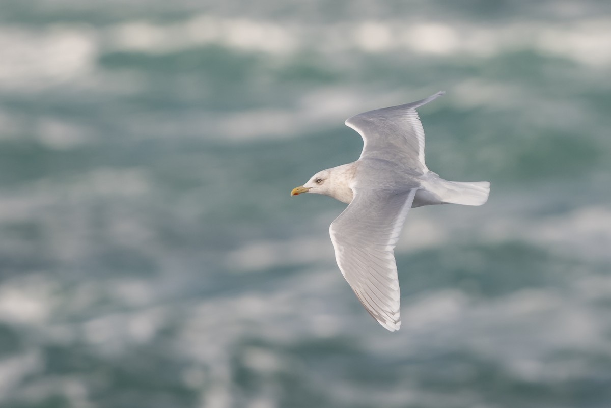 Iceland Gull - ML298972631