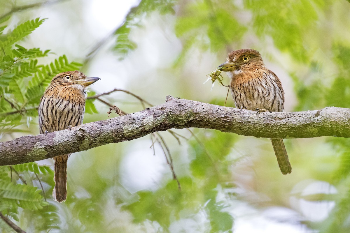 Western Striolated-Puffbird - ML298972931