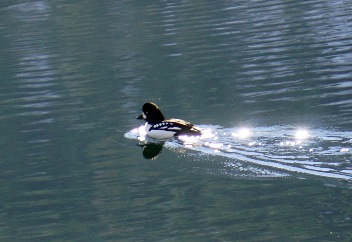 Barrow's Goldeneye - Toni Anthony