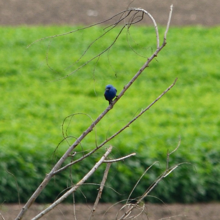 Blue Grosbeak - Nina Rach