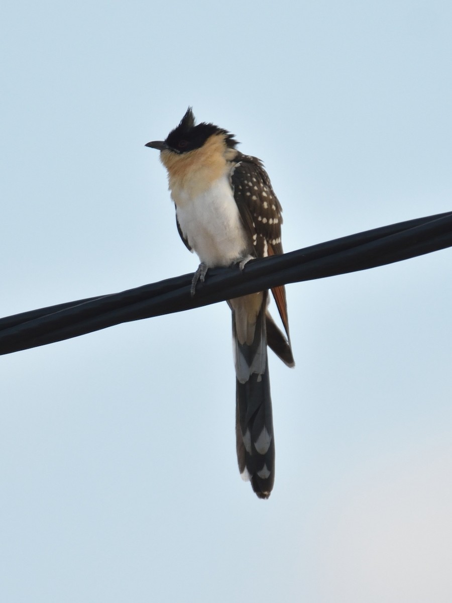 Great Spotted Cuckoo - ML298975081