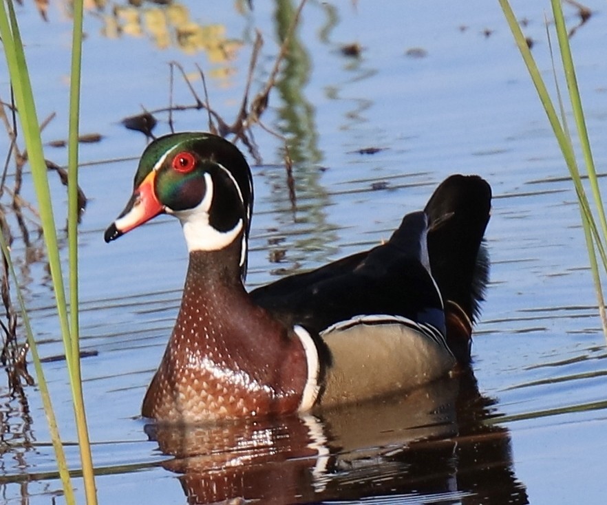 Wood Duck - ML298977651